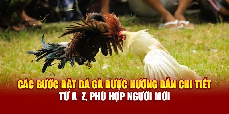 Các bước đặt đá gà được hướng dẫn chi tiết từ A–Z, phù hợp người mới