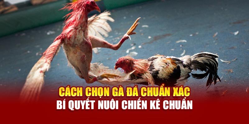 cach-chon-ga-da-chuan-xac-–-bi-quyet-nuoi-chien-ke-chuan