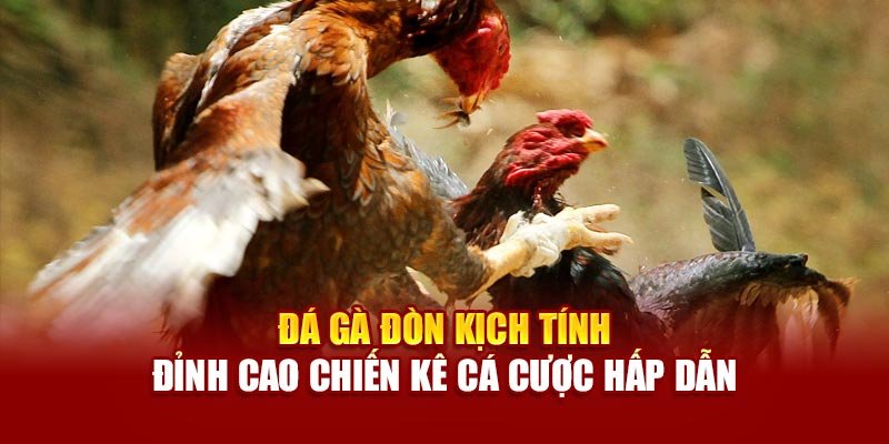 da-ga-don-kich-tinh-–-dinh-cao-chien-ke-ca-cuoc-hap-dan