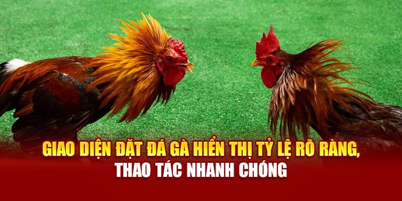 Giao diện đặt đá gà hiển thị tỷ lệ rõ ràng, thao tác nhanh chóng
