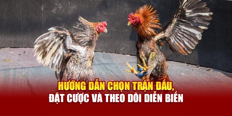 Hướng dẫn chọn trận đấu, đặt cược và theo dõi diễn biến