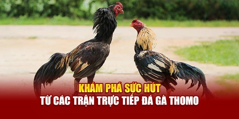 Khám phá sức hút từ các trận trực tiếp đá gà Thomo