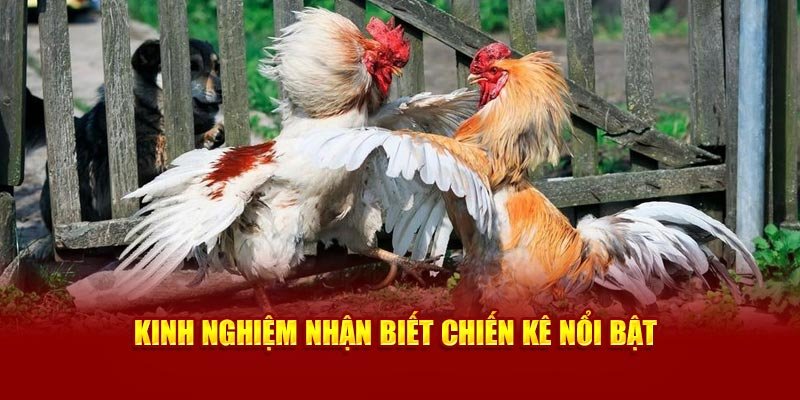 Kinh nghiệm nhận biết chiến kê nổi bật